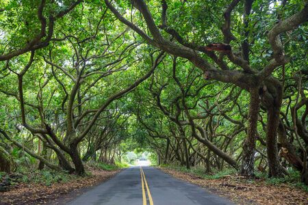 Dirt road in remote jungle in Big Island, Hawaiiの写真素材