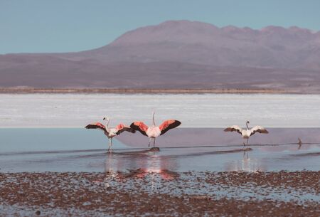 Flamingo in the lake of Bolivian Altiplano wildlife nature wildernessの写真素材