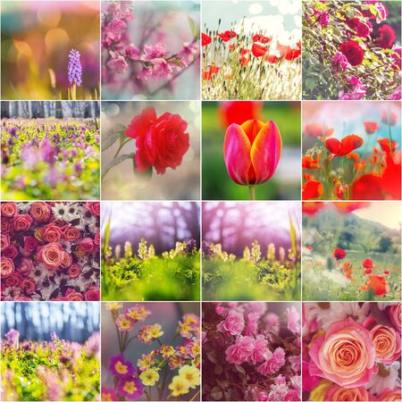 Different flowers collection.Spring theme set.の写真素材
