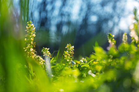 Beautiful woodland landscapes. Spring flowers In the forest.の写真素材
