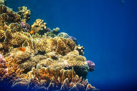 Living Coral reef in Red Sea, Egypt. Natural unusual background.