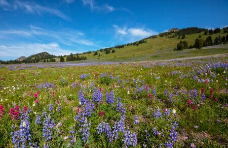 Mountain meadow in sunny day. Natural summer landscape.