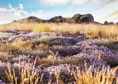 Mountain meadow in summer seasonの写真素材
