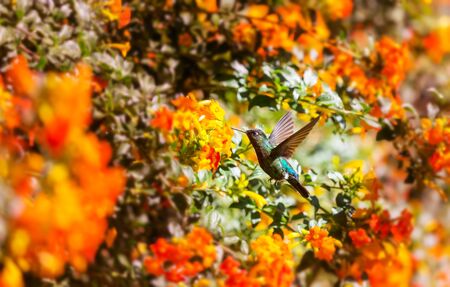 Colorful Hummingbird in Costa Rica, Central Americaの写真素材