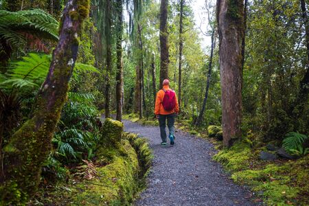 New Zealand tropical jungle forest. Green natural background