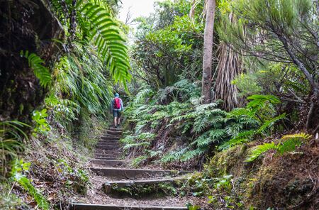New Zealand tropical jungle forest. Green natural background