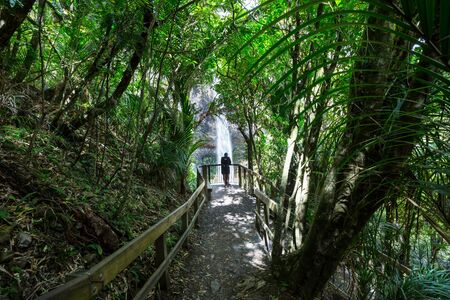 beautiful waterfall in green rainforest, New Zealandの写真素材
