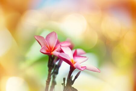 Fantastic tropical sunset in flowers gardenの写真素材