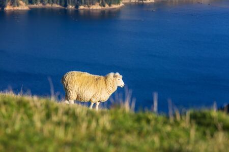 Sheep in green mountain meadow, rural scene in New Zealandの写真素材