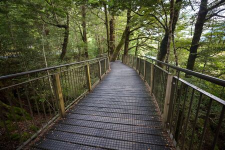 Wooden boardwalk in the forest