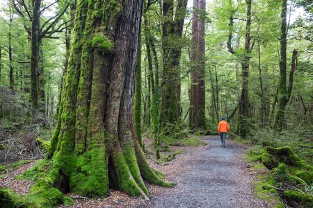 Man hiking bay the trail in the forest.Nature leisure hike travel outdoor