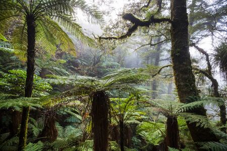 New Zealand tropical jungle forest. Green natural background