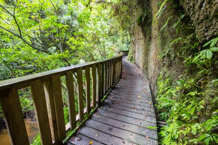 Wooden boardwalk in the forest