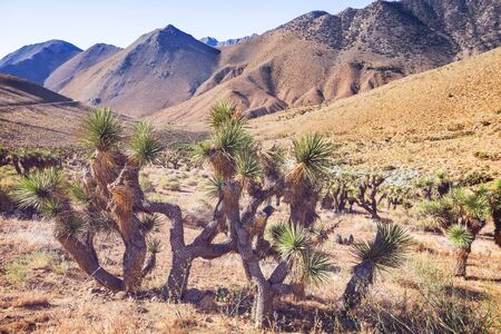 Joshua tree in Arizona desert along road. Travel background.の写真素材