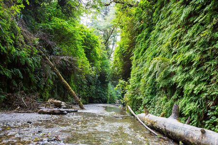 fern canyon in Redwoods National Park, USA, California
