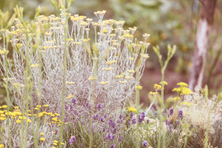 Mountain meadow in sunny day. Natural summer landscape.の写真素材