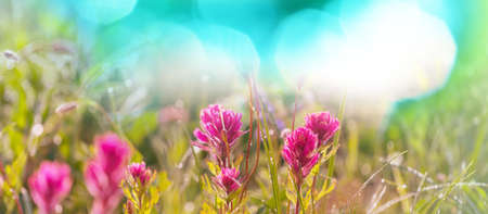 Mountain meadow in sunny day. Natural summer landscape.の写真素材