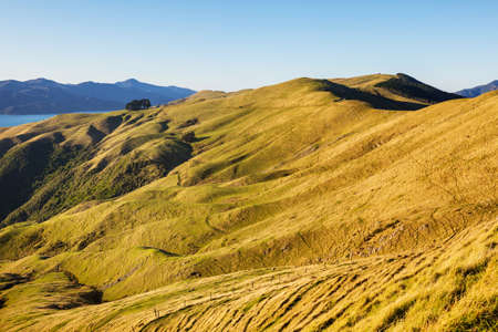Beautiful rural  landscape of the New Zealand - green hills and trees