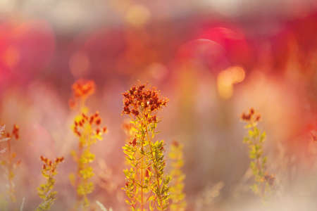 Sunny day on the flowers meadow. Beautiful natural background.