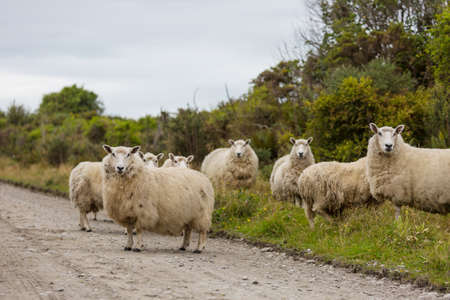 Sheep in green mountain meadow, rural scene in New Zealand