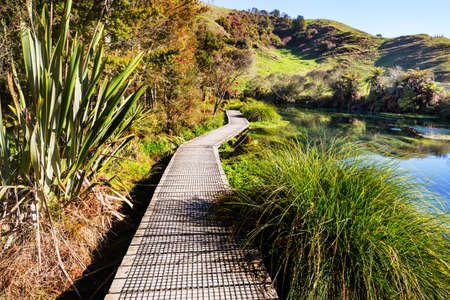 Boardwalk on the lake in tropical forest, New Zealandの写真素材