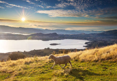 Sheep in green mountain meadow, rural scene in New Zealandの写真素材