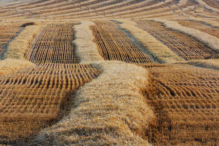 Wheat field, close up shot. Ripe ears of wheat grow on the nature.