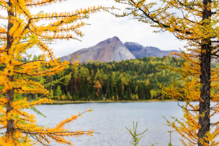 Beautiful golden larches in mountains, Fall season.の写真素材