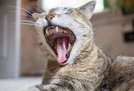 adult domestic cat yawn close upの写真素材