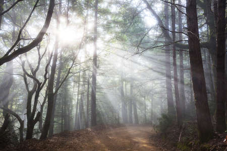 Sunny beams in forest at sunsetの写真素材