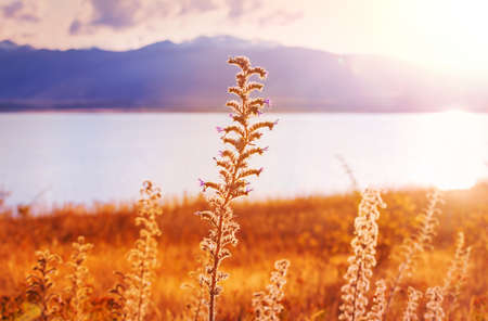 Mountain meadow in sunny day. Natural summer landscape.の写真素材