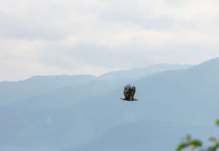 american bald eagle in flight against clear blue alaska skyの写真素材