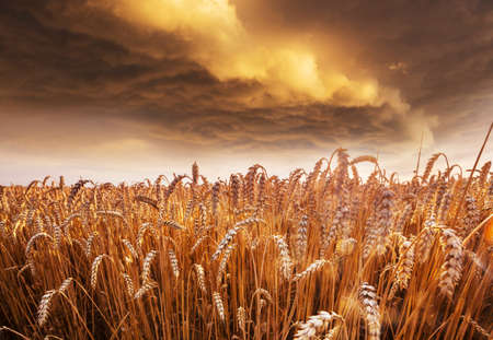 Wheat field, close up shot. Ripe ears of wheat grow on the nature.の写真素材
