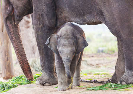 Baby elephant in Chitvan National Park, Nepalの写真素材