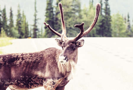 Reindeer in Norway in summer seasonの写真素材