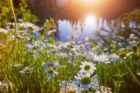 Mountain meadow in sunny day. Natural summer landscape.の写真素材