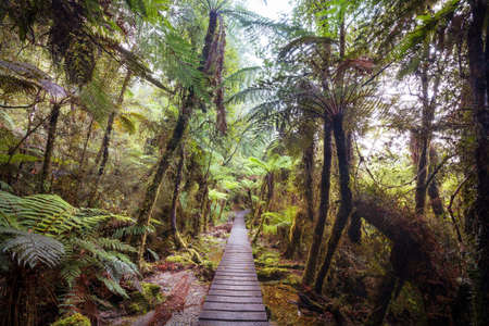 New Zealand tropical jungle forest. Green natural background