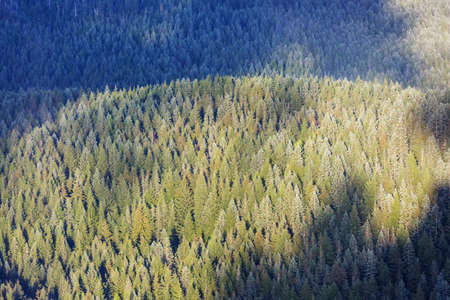 Bottom view of tall trees in spring forest