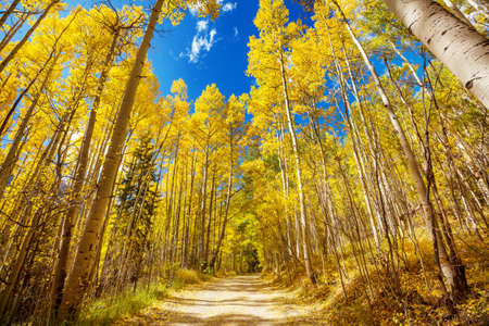 Highway in autumn forest in rainy day