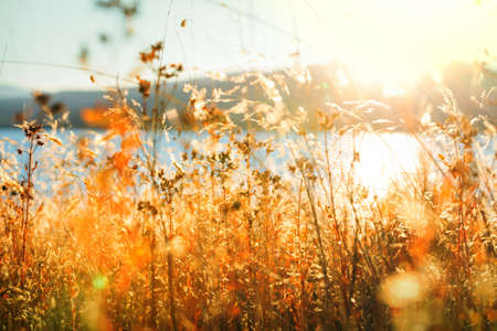 Sunny autumn meadow. Natural background.の写真素材