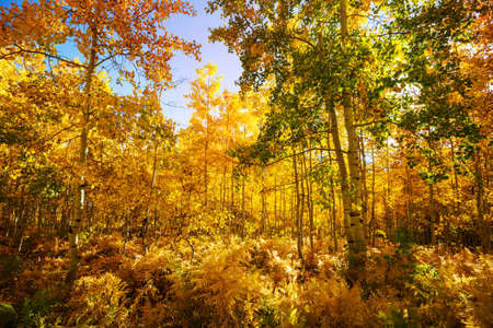 Colorful sunny forest scene in Autumn season with yellow trees in clear day.の写真素材