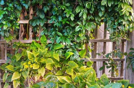 Summer background with tropical  tree leaves