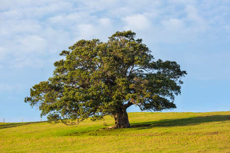 Alone tree in green field