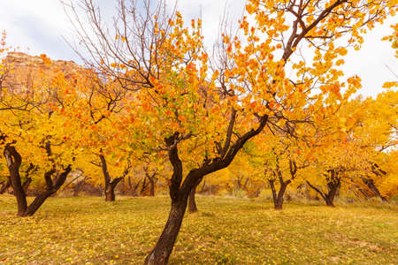 Orange garden in autumn season