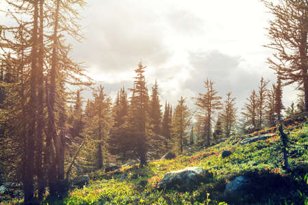 Picturesque mountain view in the Canadian Rockies in summer season