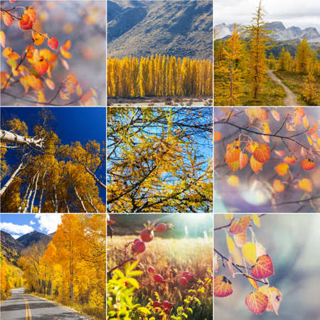Orange and Yellow Autumn collage. Fall background.