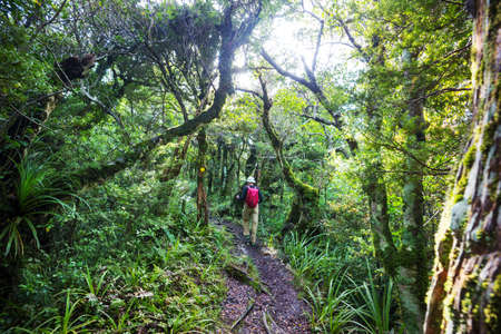 Hiking and tramping in New Zealand. Travel and adventure concept