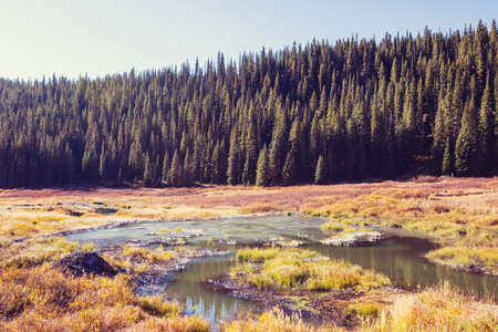Sunny autumn meadow. Natural background.
