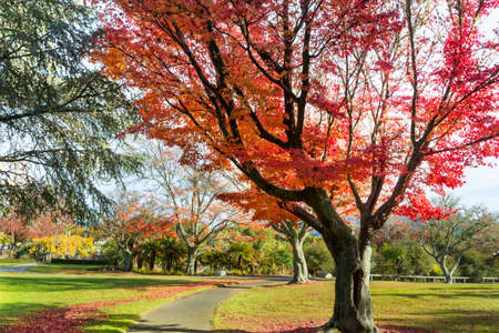 beautiful colorful trees and pond in autumn park, New Zealand
