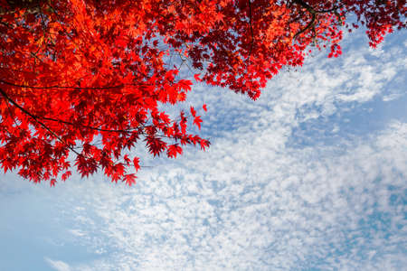 Colorful yellow leaves in Autumn season. Close-up shot. Suitable for background image.